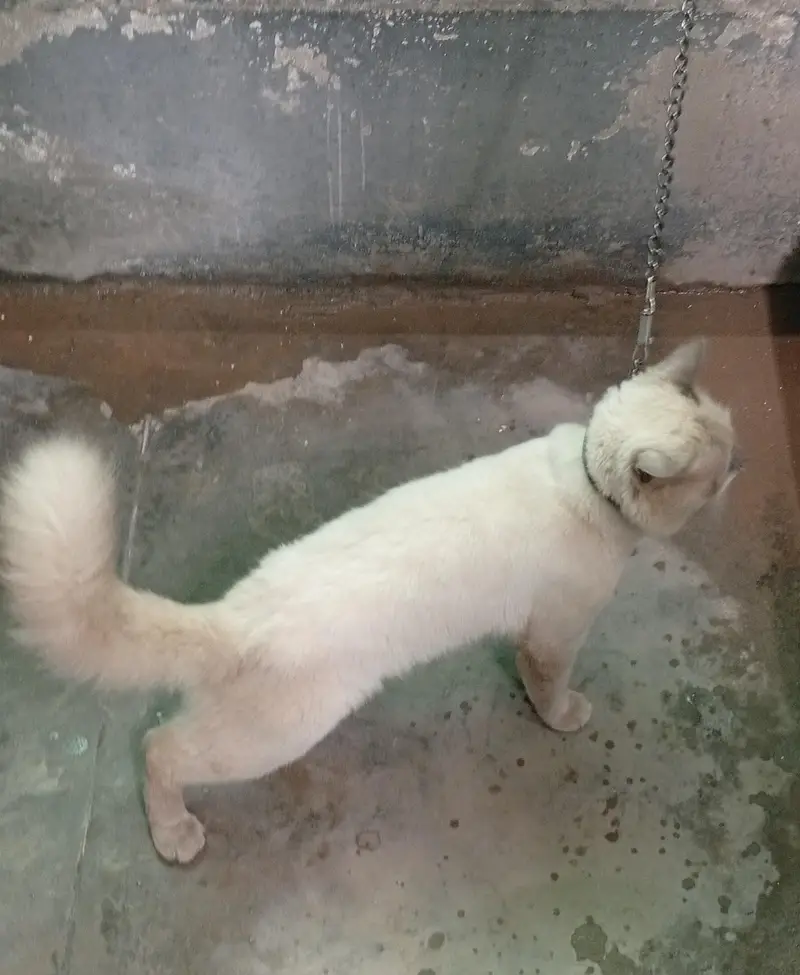 Persian cat For Home — photo 3