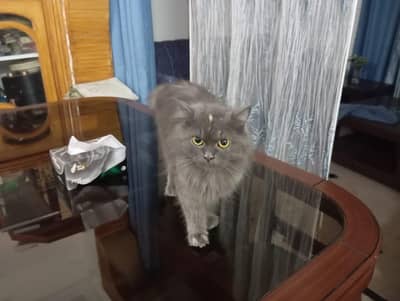cat for sale