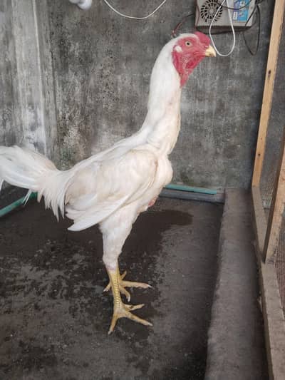 white SHAMO