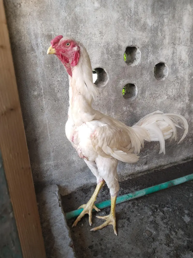 white SHAMO — photo 3