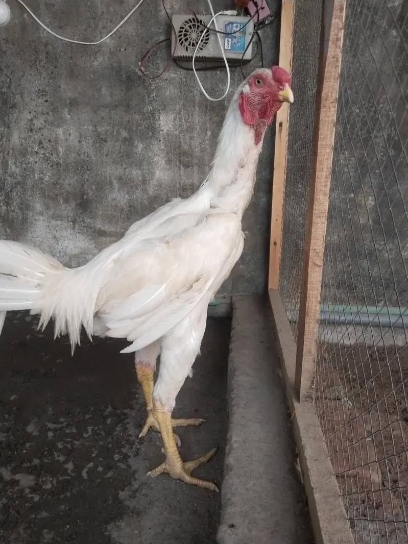 white SHAMO — photo 4