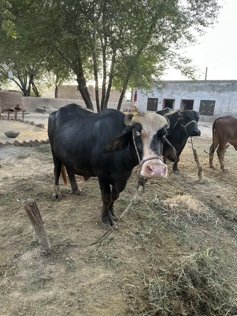 Ravi Neeli Buffalow For Sale Pehlen Gabhan  | White Matha | — photo 3