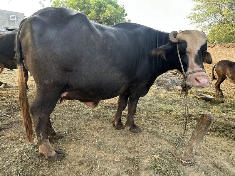 Ravi Neeli Buffalow For Sale Pehlen Gabhan  | White Matha | — photo 4