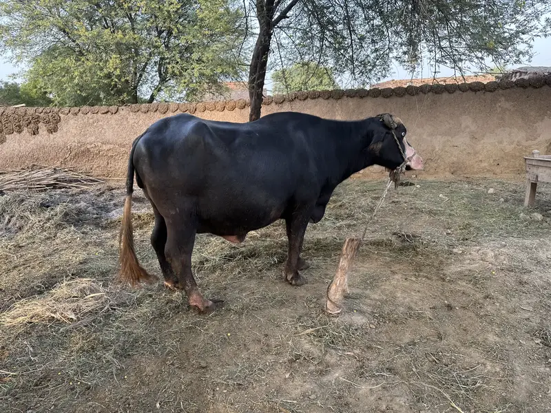 Ravi Neeli Buffalow For Sale Pehlen Gabhan  | White Matha | — photo 6