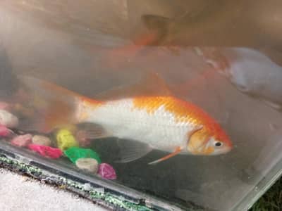 Gold fish pair