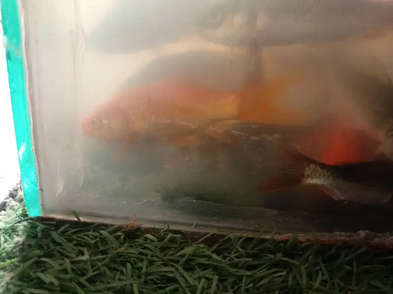 Gold fish pair — photo 2