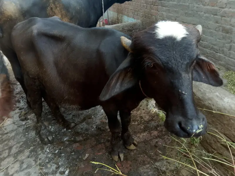 katta  1 sall ka — photo 2