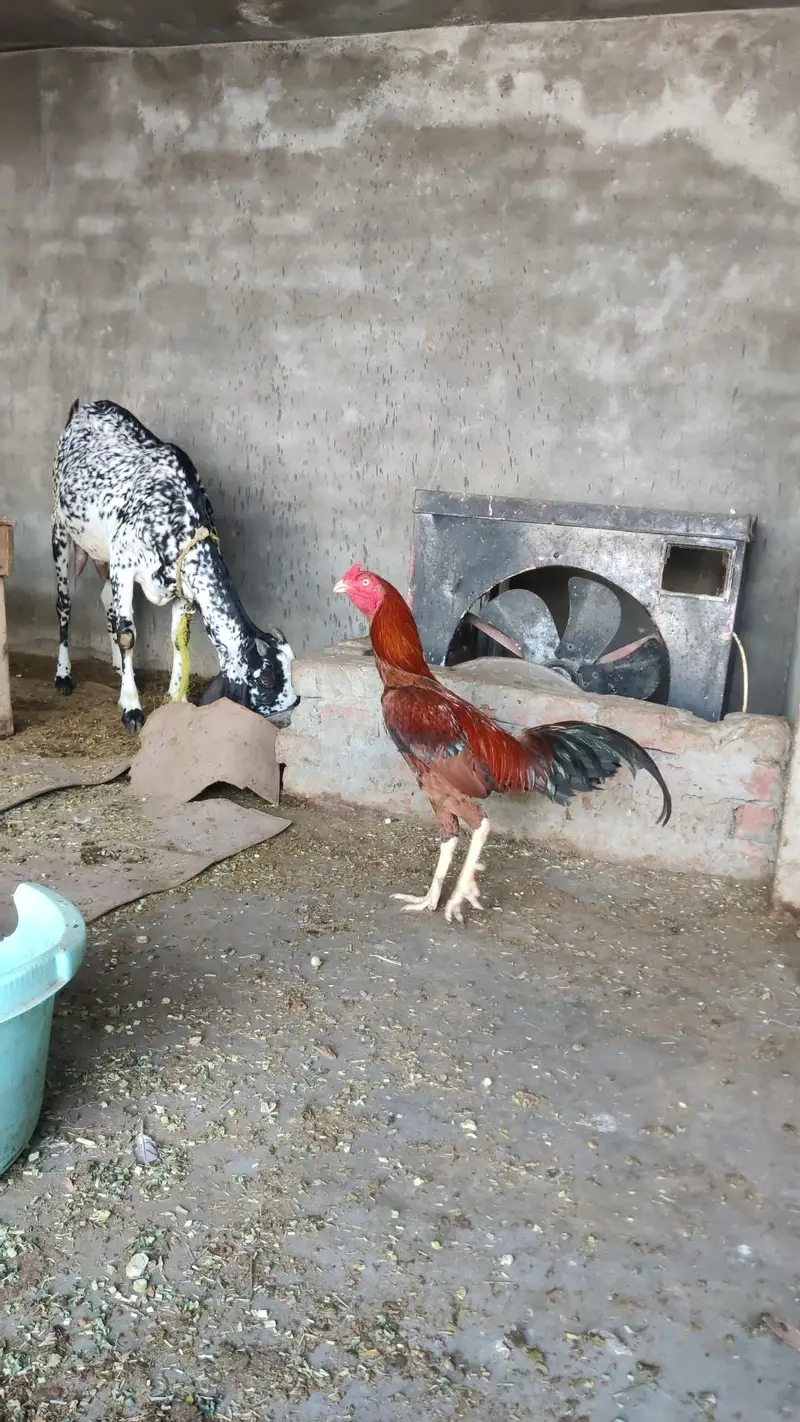 kurk Aseel top quality bird — photo 2