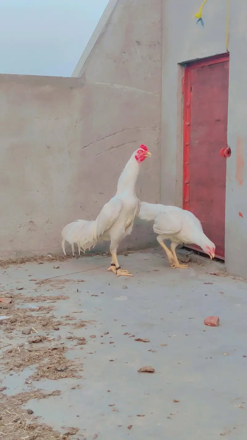 kurk Aseel top quality bird — photo 4