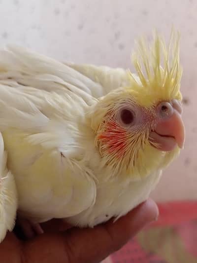 Cream Cockatiel Red Eye for hand-tame