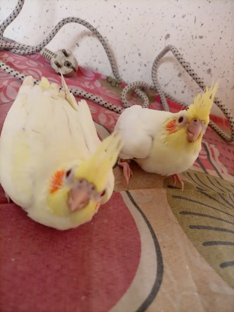 Cream Cockatiel Red Eye for hand-tame — photo 2