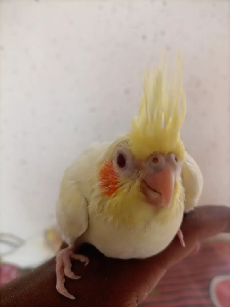 Cream Cockatiel Red Eye for hand-tame — photo 3