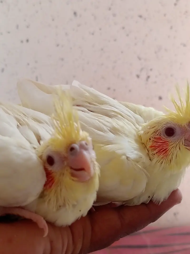Cream Cockatiel Red Eye for hand-tame — photo 4