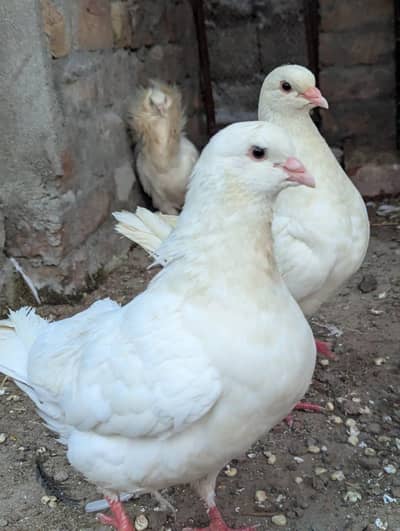 white king jumbo size