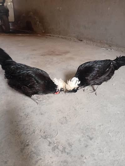 2 female hen for sale only serious costumers.
