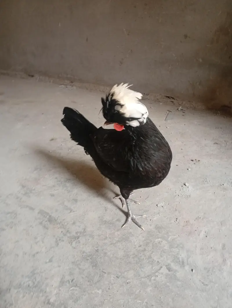 2 female hen for sale only serious costumers. — photo 2