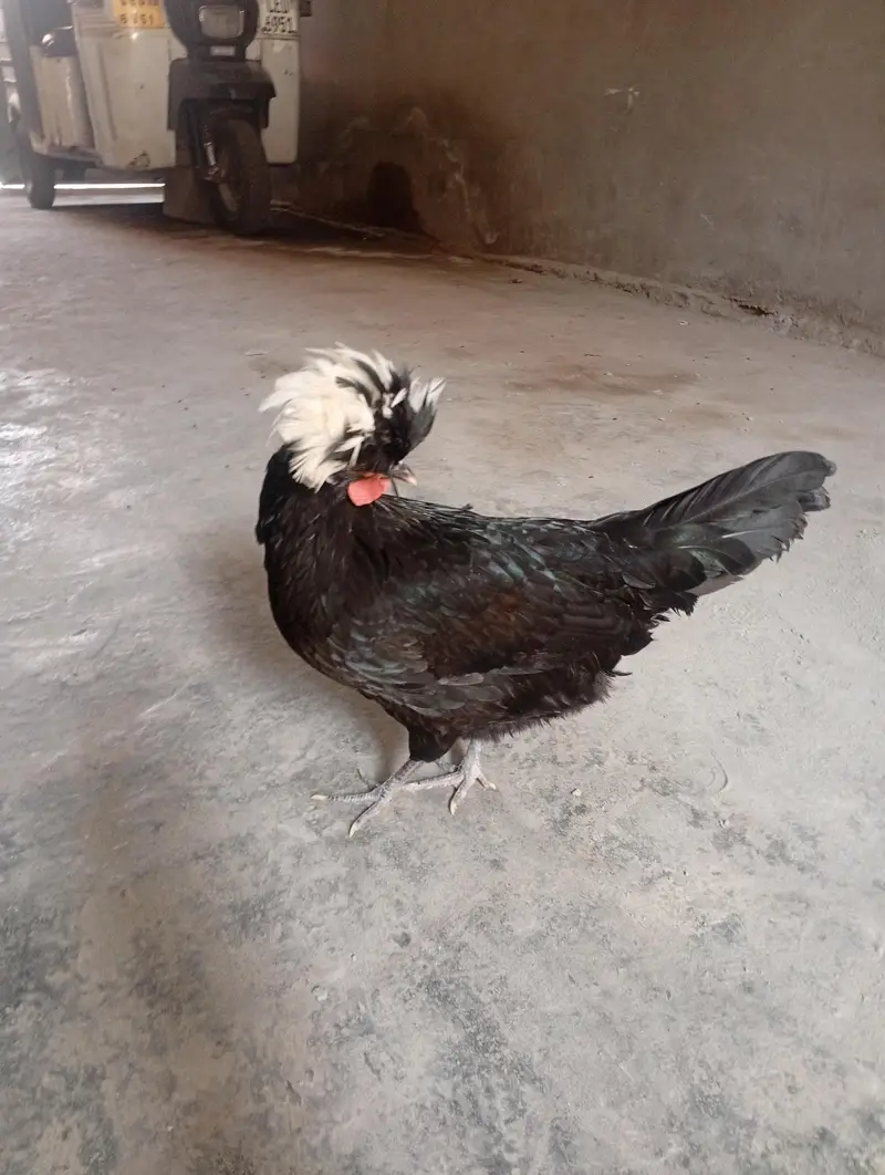 2 female hen for sale only serious costumers. — photo 3