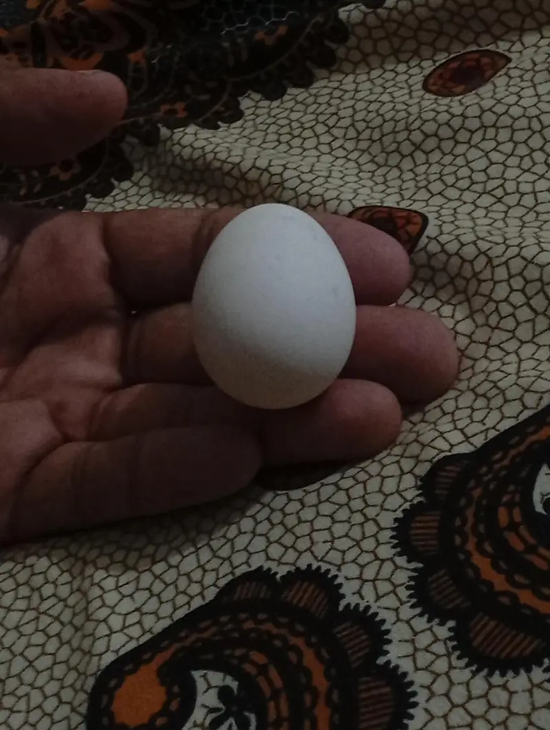 2 female hen for sale only serious costumers. — photo 4