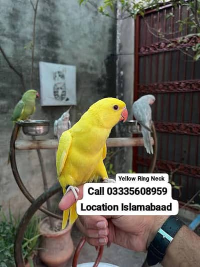 Hand Tamed Friendly Yellow Ring Neck Parrot