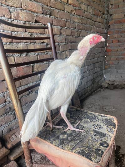 white heera aseel murga