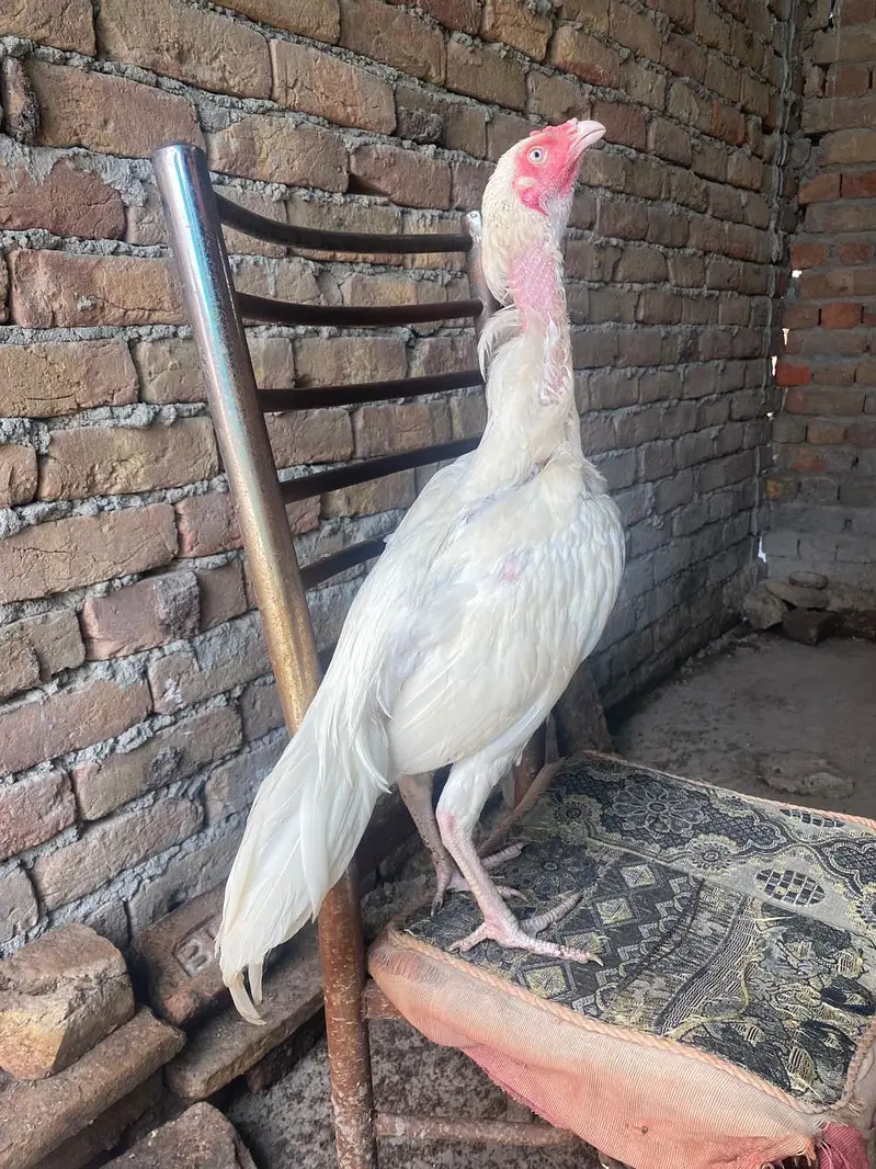 white heera aseel murga — photo 2