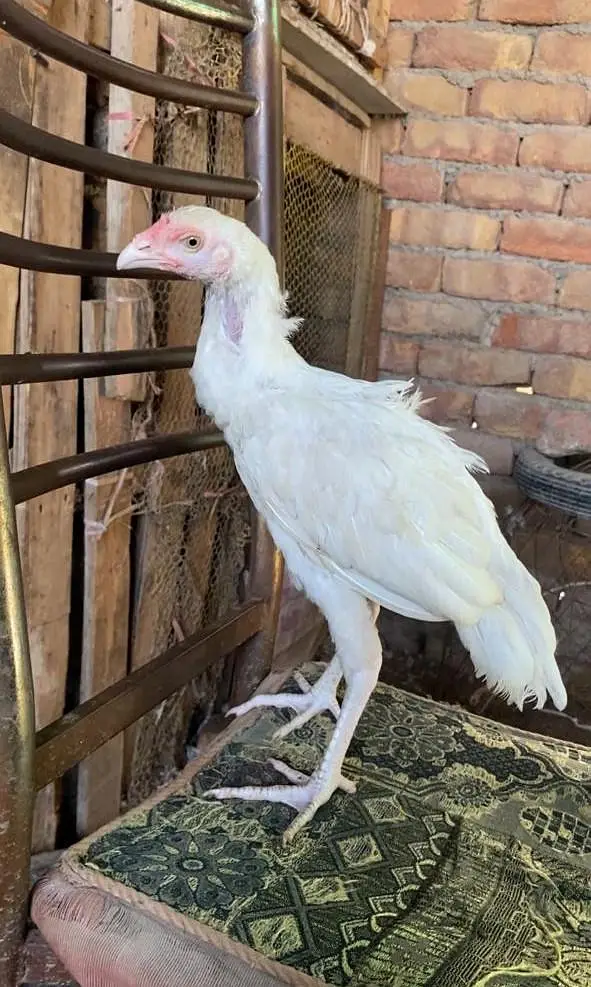 white heera aseel murga — photo 3