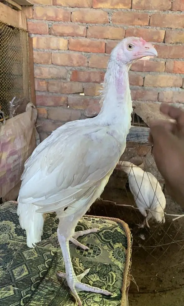 white heera aseel murga — photo 4