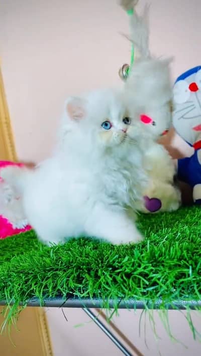 cat beautiful my WhatsApp 0301=========1907===========466
