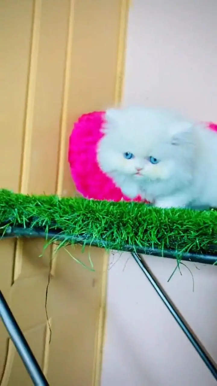 cat beautiful my WhatsApp 0301=========1907===========466 — photo 2