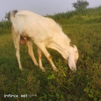 Healthy Male Goat (Bakra) for Sale – Strong & Active