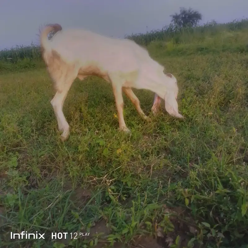 Healthy Male Goat (Bakra) for Sale – Strong & Active — photo 2