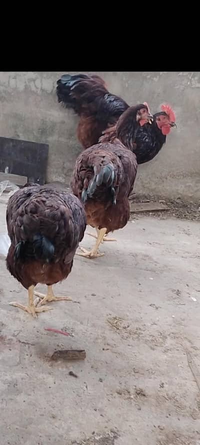 rir rhoad island red rir heritage breedar pare foresale