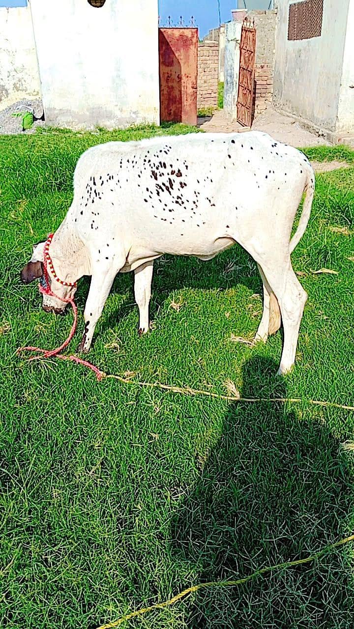 15 ماہ کی کراس گائے کی بچی فروخت کے لیے 0