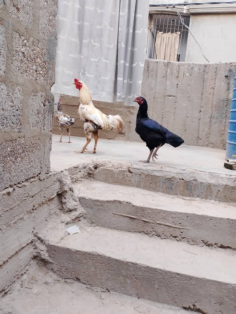 aseel pair 0