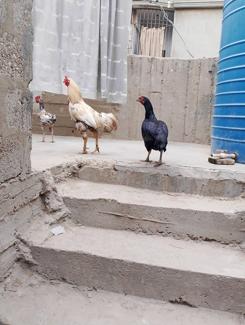 aseel pair 1