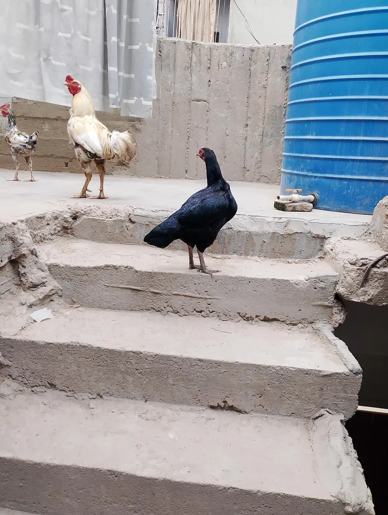 aseel pair — photo 3