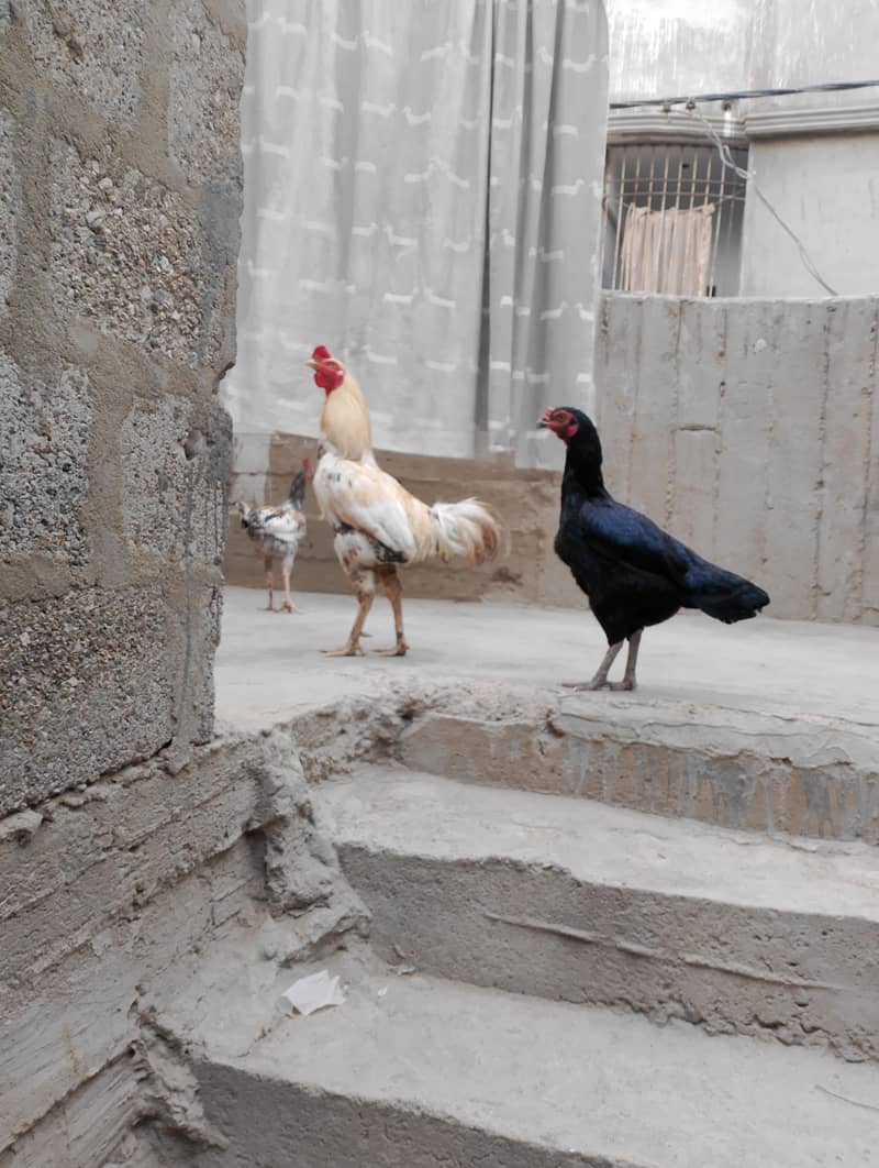aseel pair 3