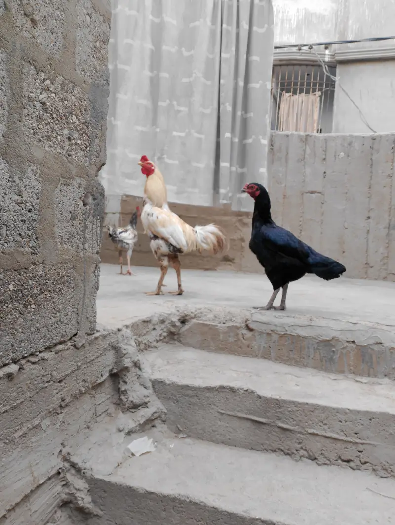 aseel pair — photo 4