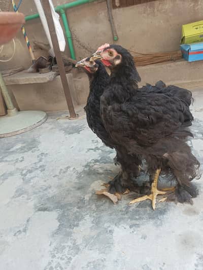 Black heavy Cochin for sale