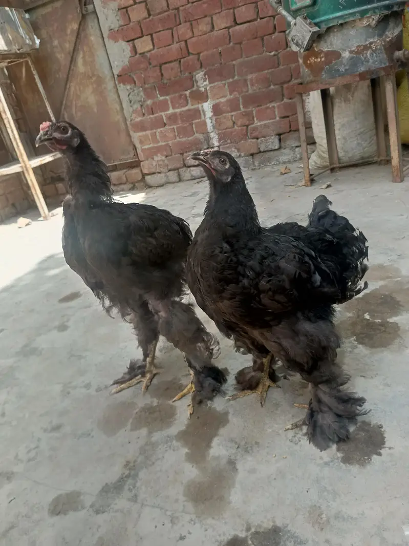 Black heavy Cochin for sale — photo 2