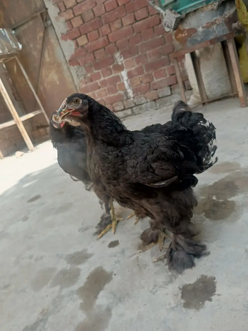 Black heavy Cochin for sale — photo 3