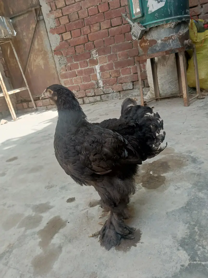 Black heavy Cochin for sale — photo 4