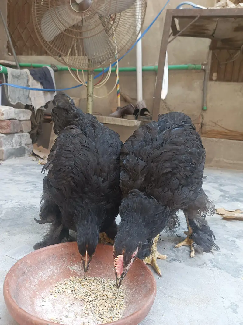 Black heavy Cochin for sale — photo 6