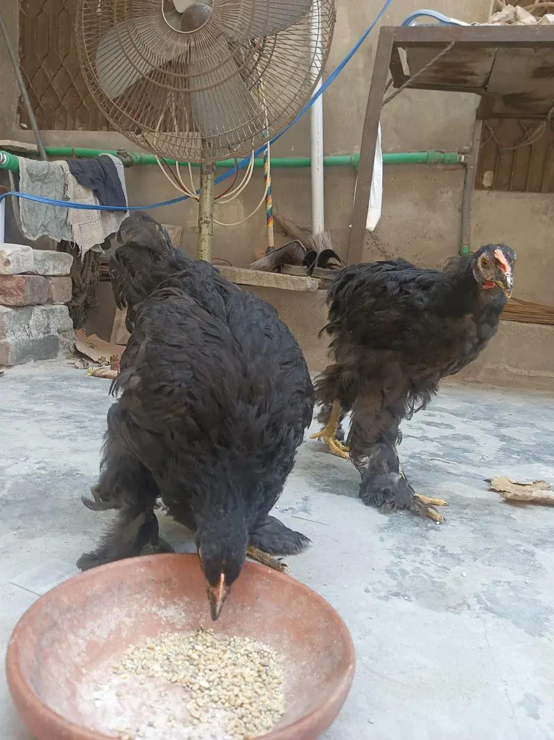 Black heavy Cochin for sale — photo 7