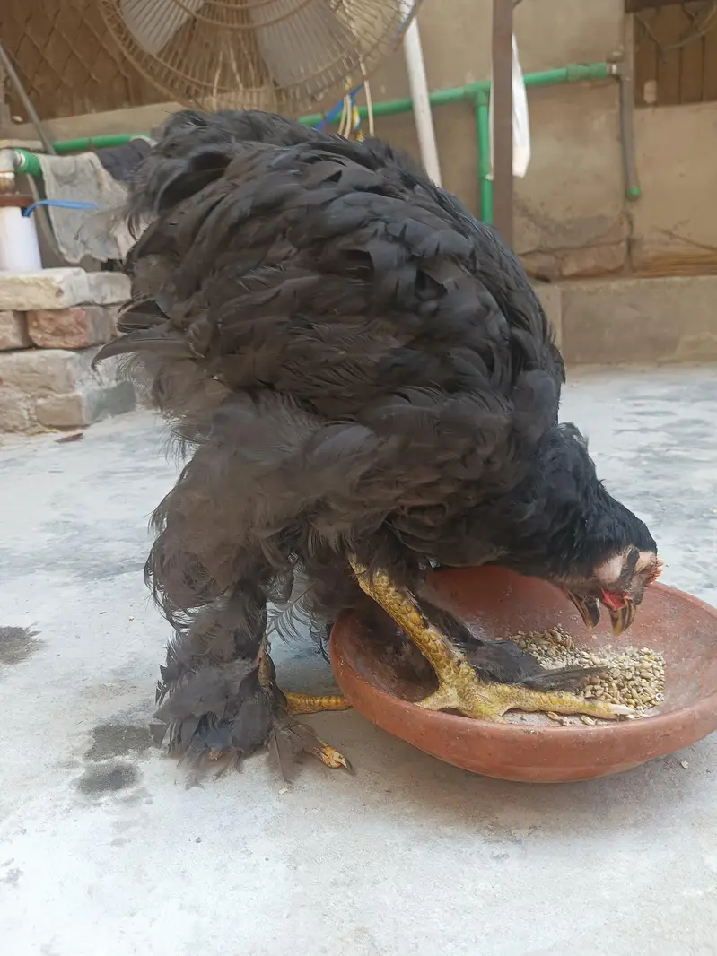 Black heavy Cochin for sale — photo 8
