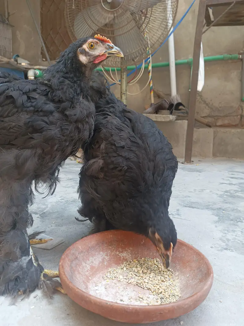 Black heavy Cochin for sale — photo 9
