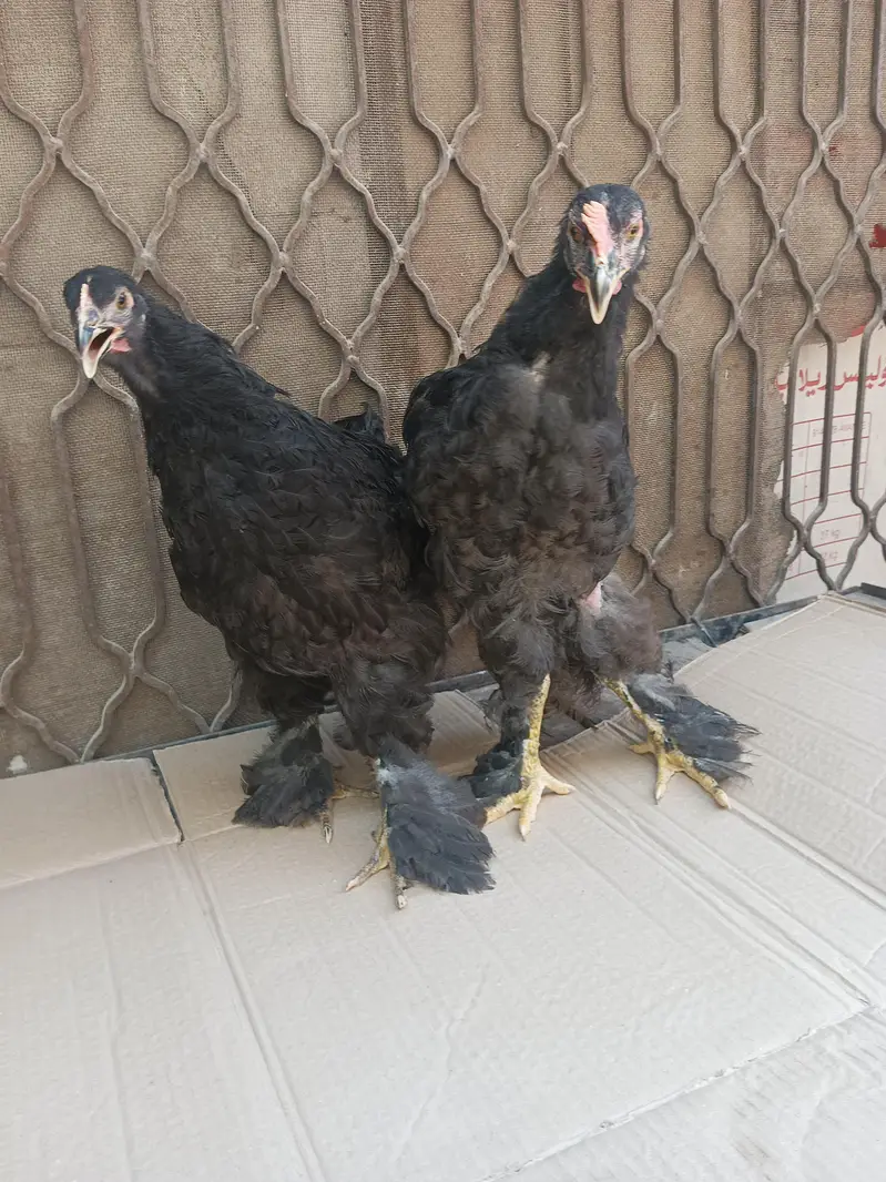 Black heavy Cochin for sale — photo 10