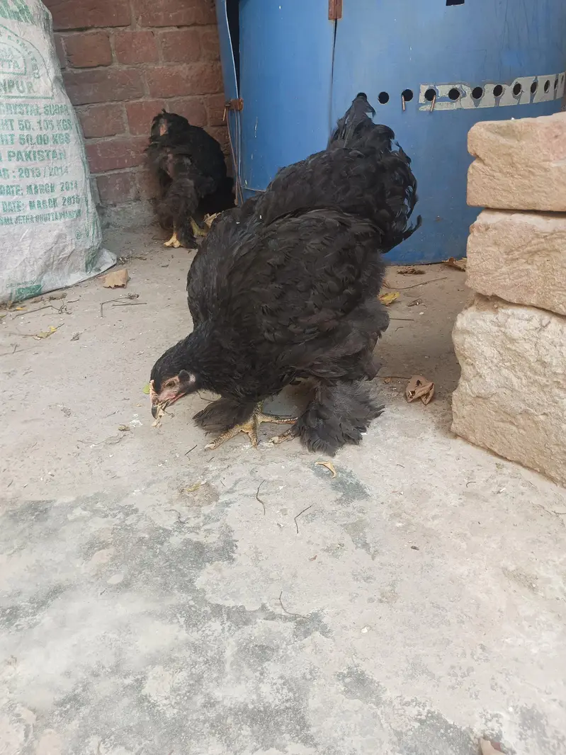 Black heavy Cochin for sale — photo 11