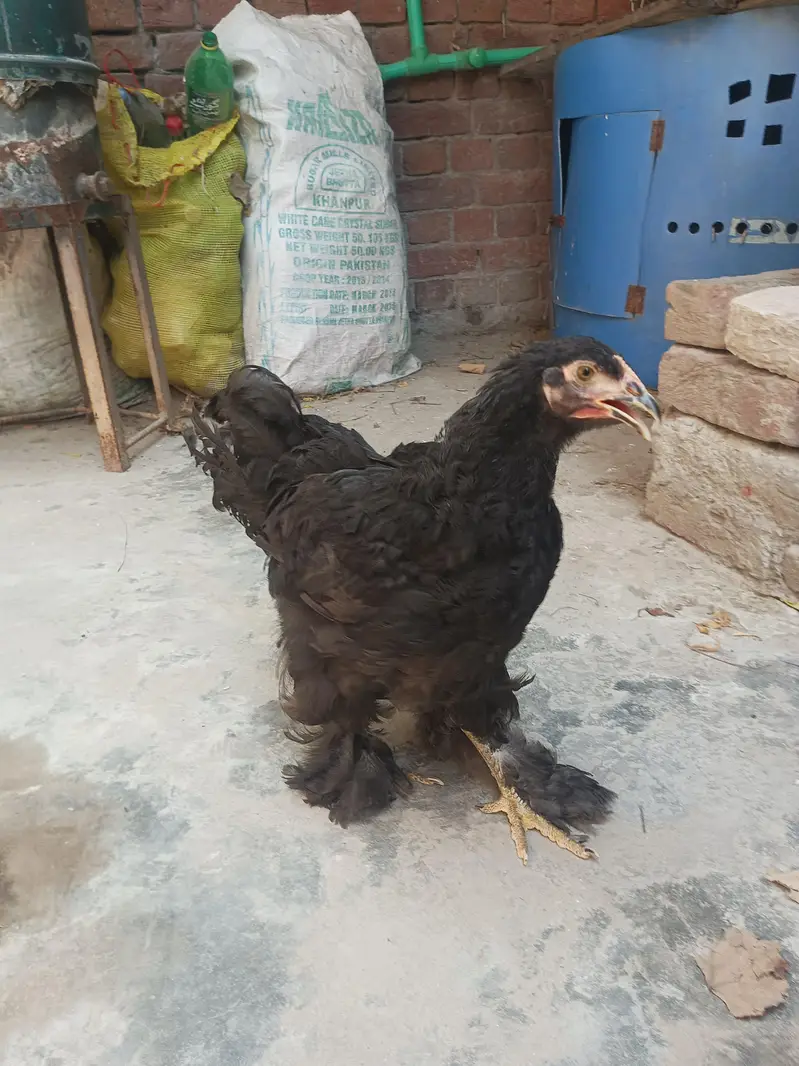 Black heavy Cochin for sale — photo 12