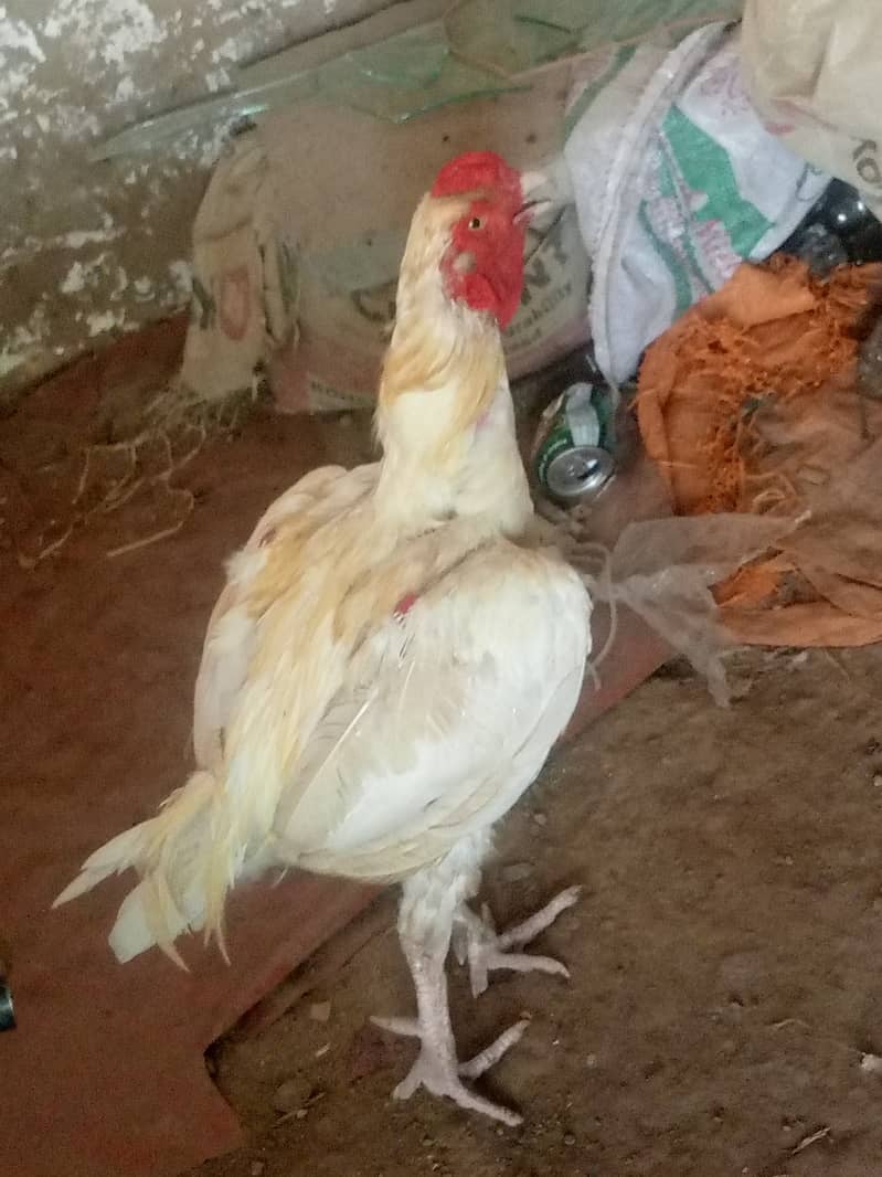 خوبصورت دیسی مرغا برائے فروخت 2